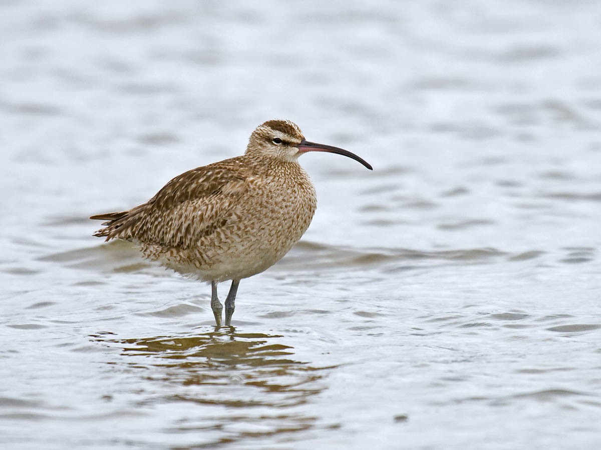 Whimbrel - ML35410991