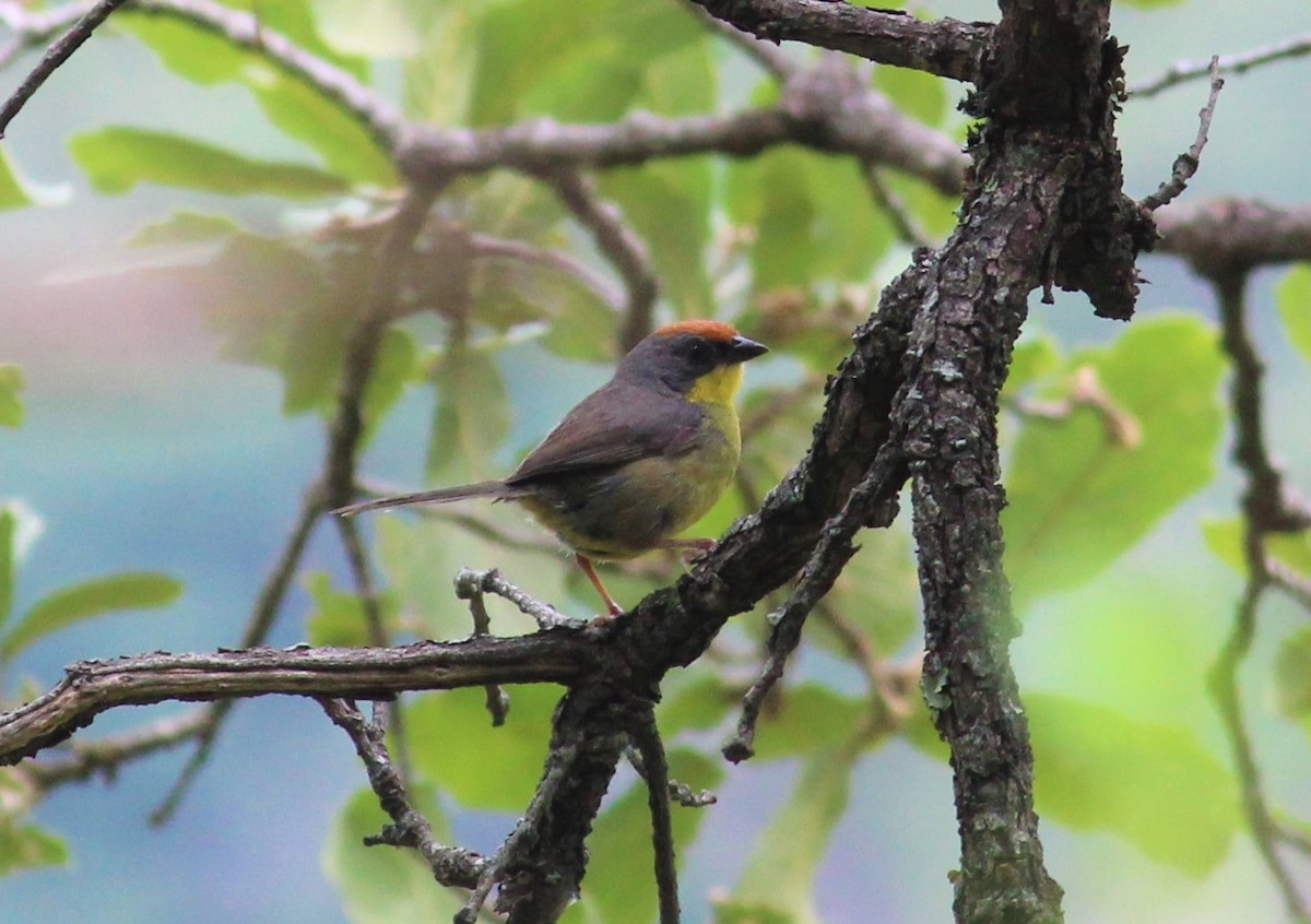 Rufous-capped Brushfinch - ML354109911