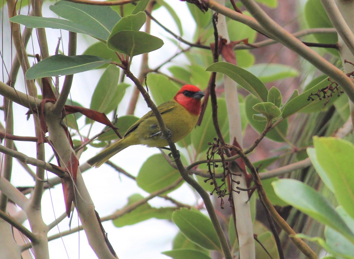 Red-headed Tanager - ML354110031