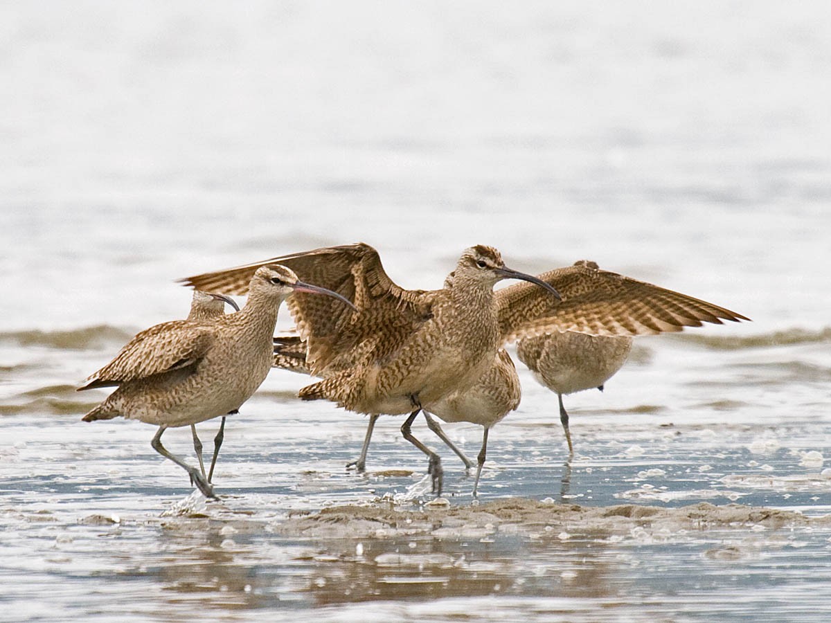 Whimbrel - ML35411011