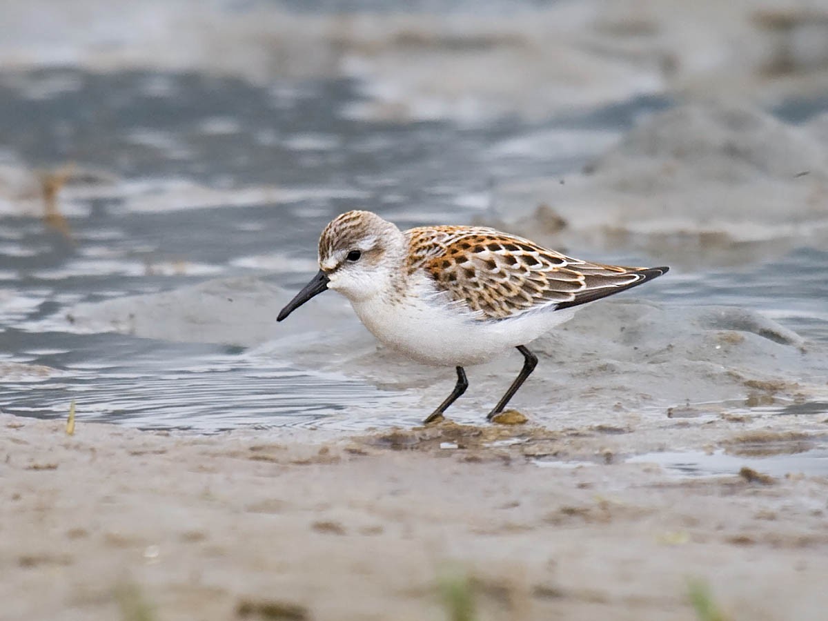 Western Sandpiper - ML35411121