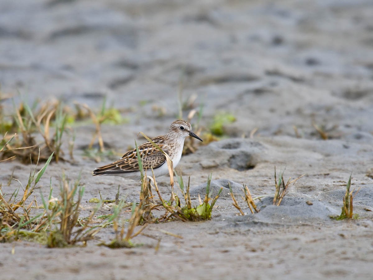 Least Sandpiper - ML35411231