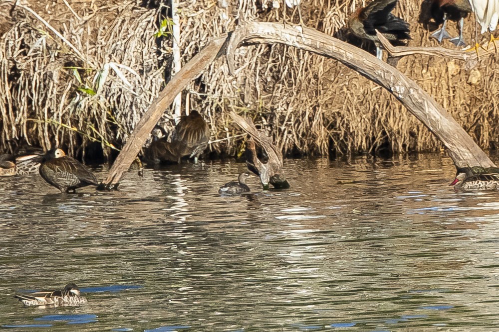 Madagascar Grebe - ML354112471