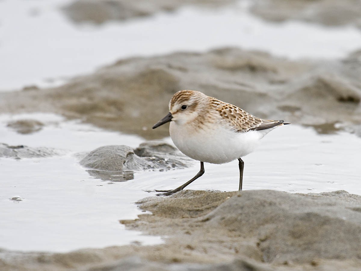 Semipalmated Sandpiper - ML35411281