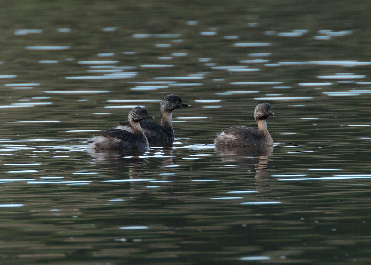 Hoary-headed Grebe - ML354113391