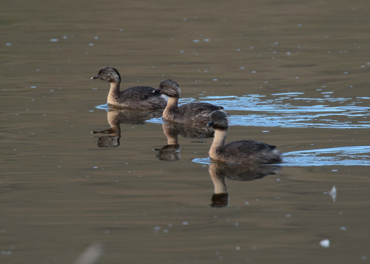 Hoary-headed Grebe - ML354113401