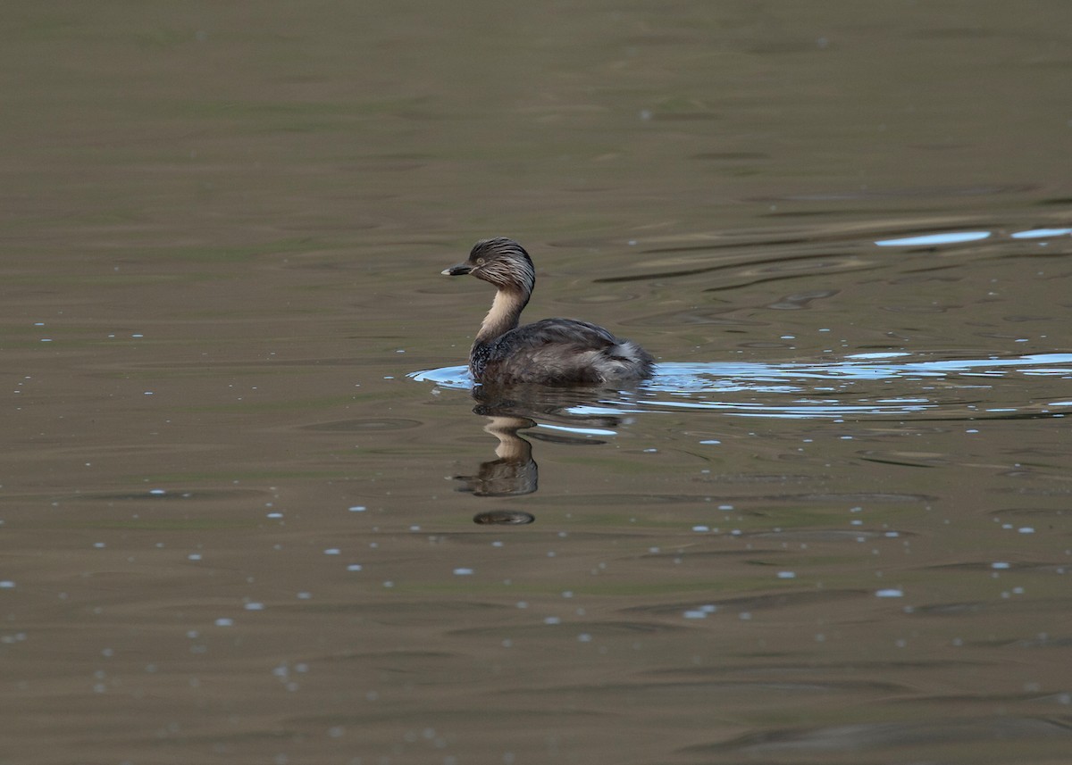 Hoary-headed Grebe - ML354113411