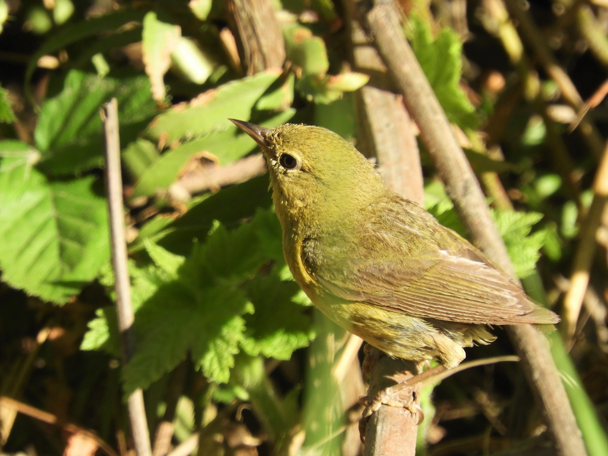 Orange-crowned Warbler - ML354114551