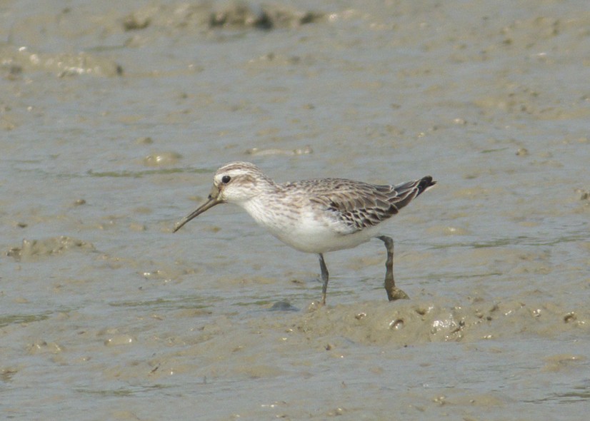 Broad-billed Sandpiper - ML354115011