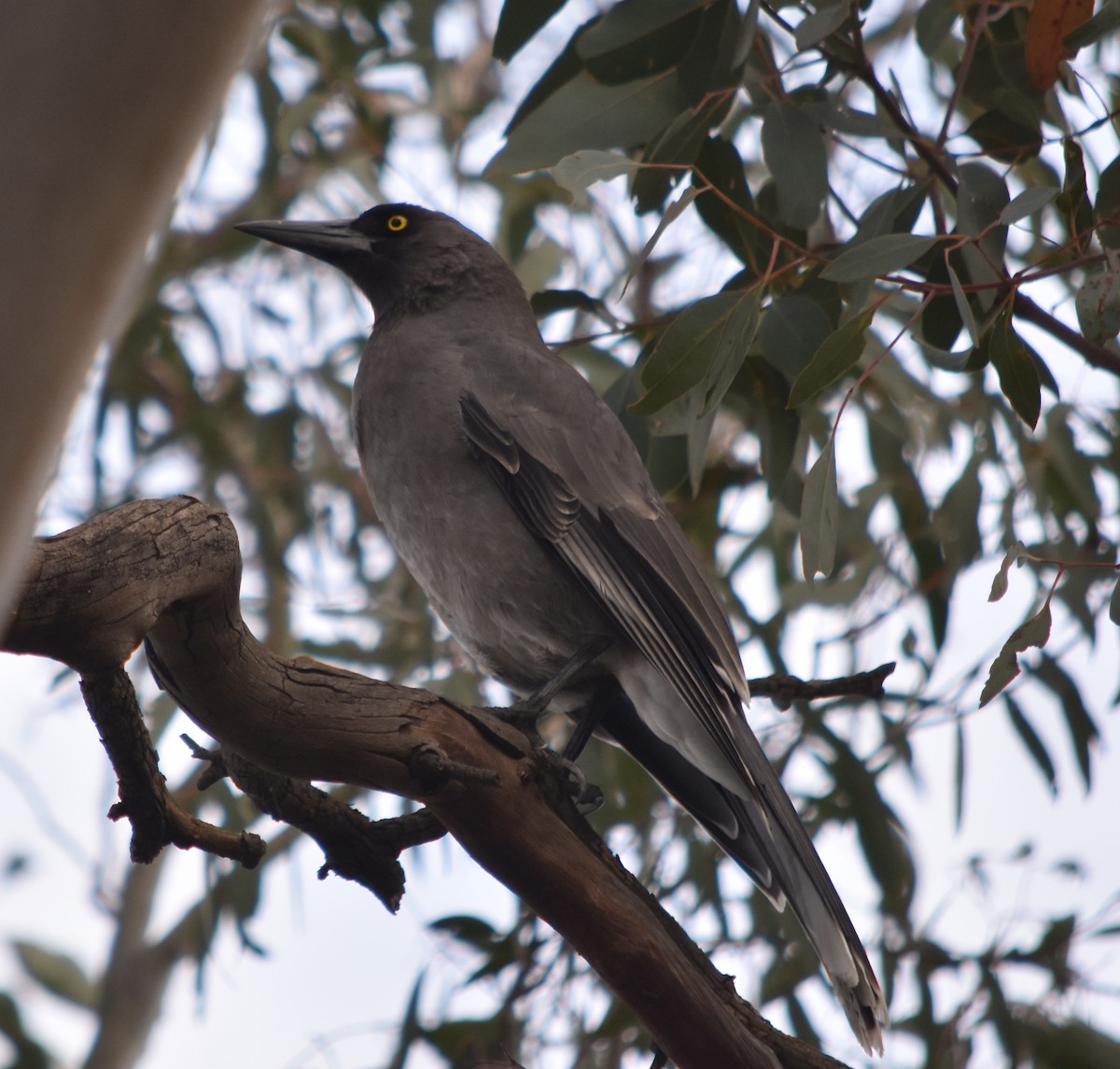 Gray Currawong - ML354115081