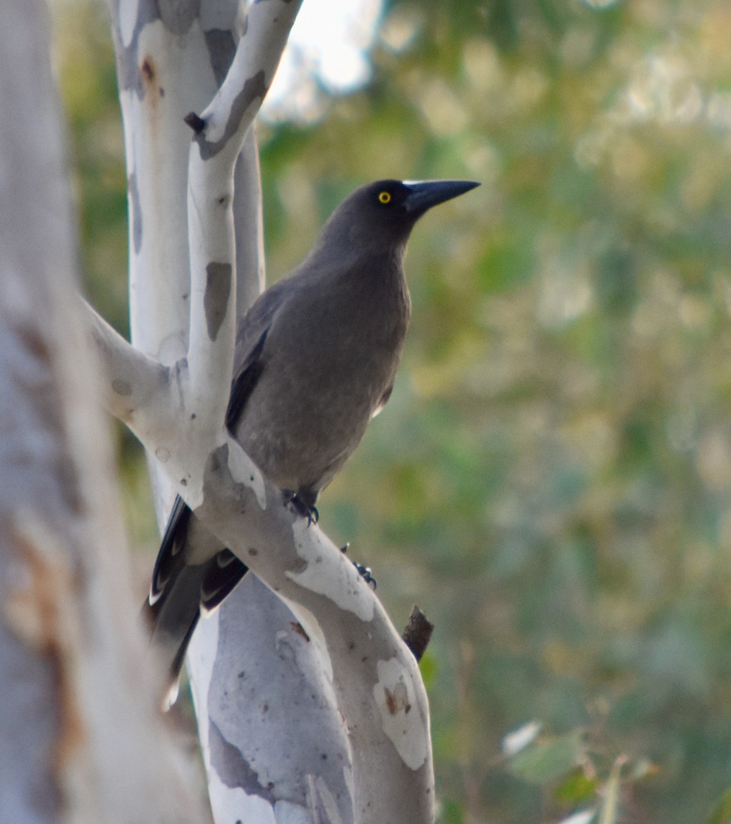 Gray Currawong - ML354115191