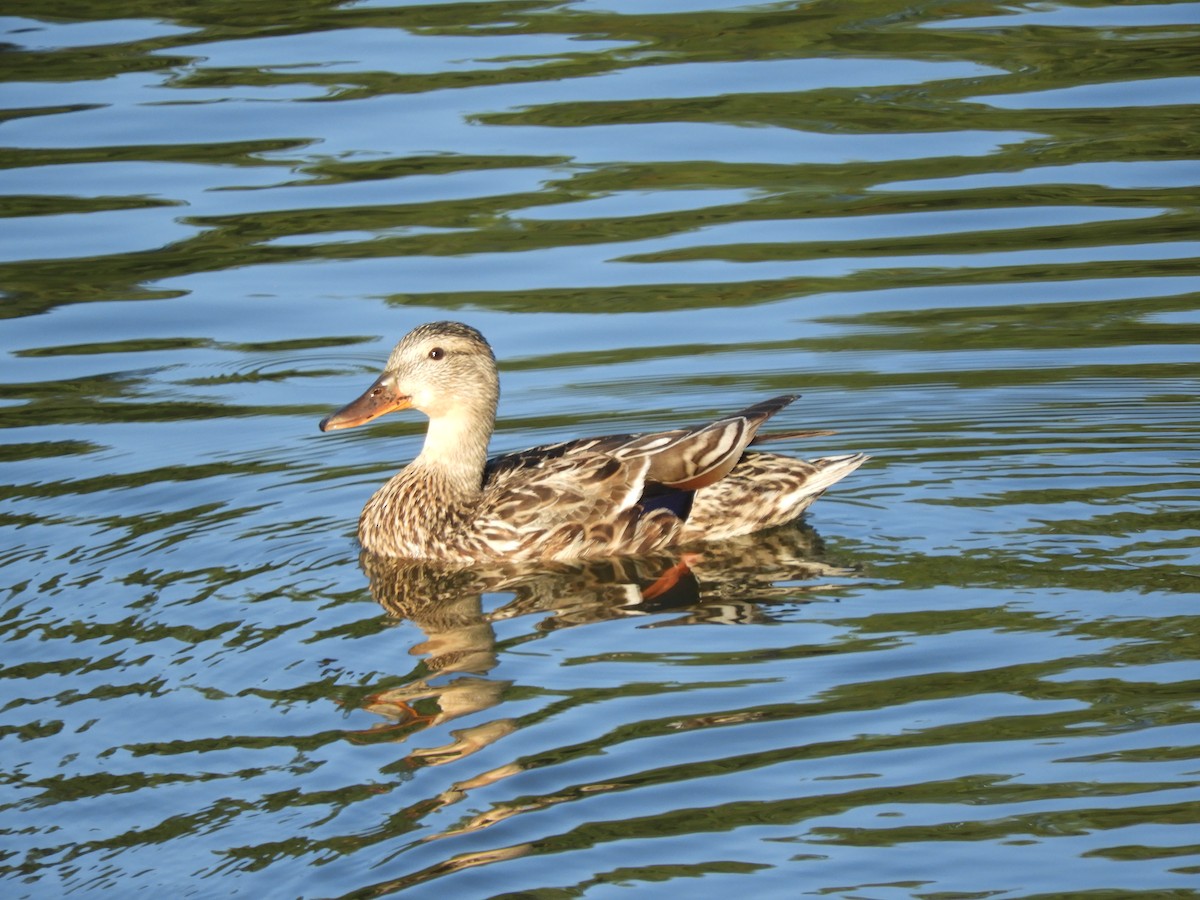 Зэрлэг нугас - ML354115581