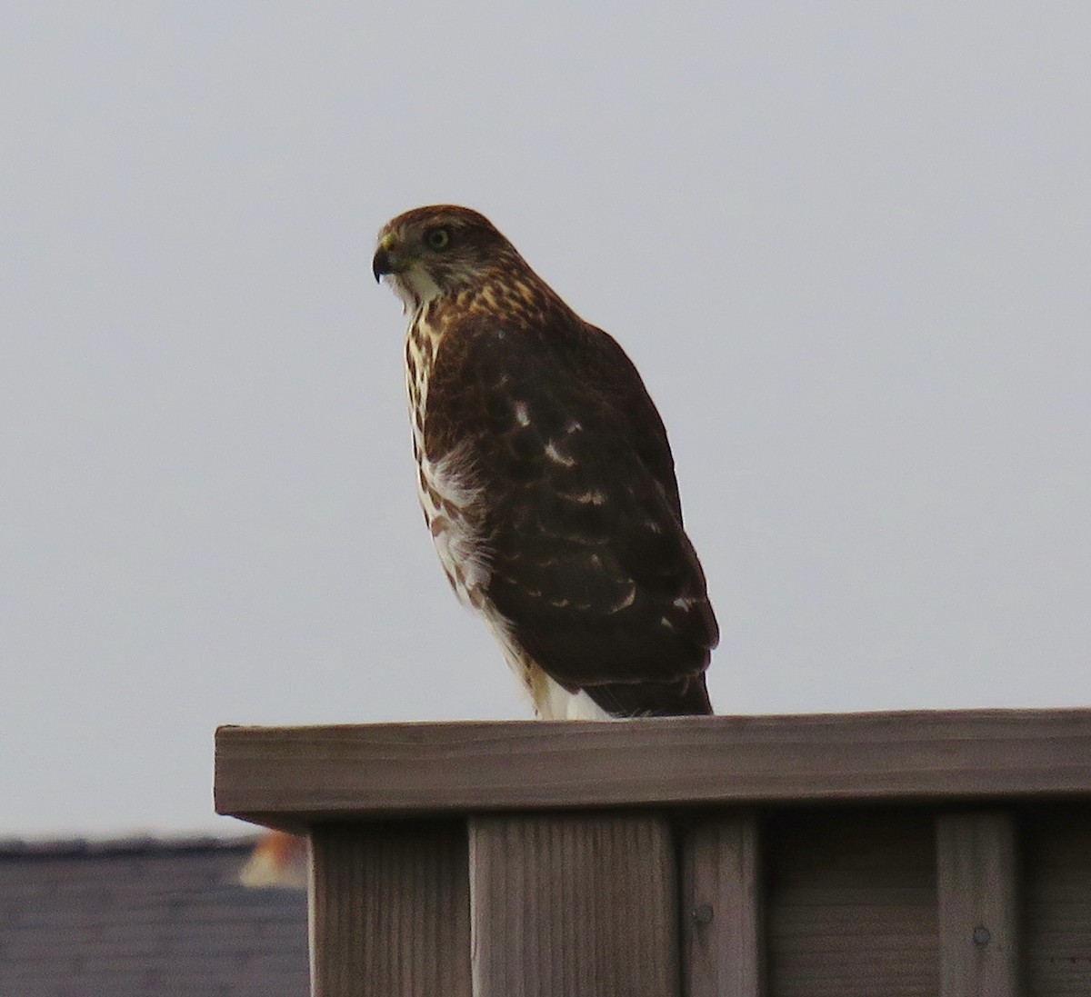 Cooper's Hawk - Sami LaRocca