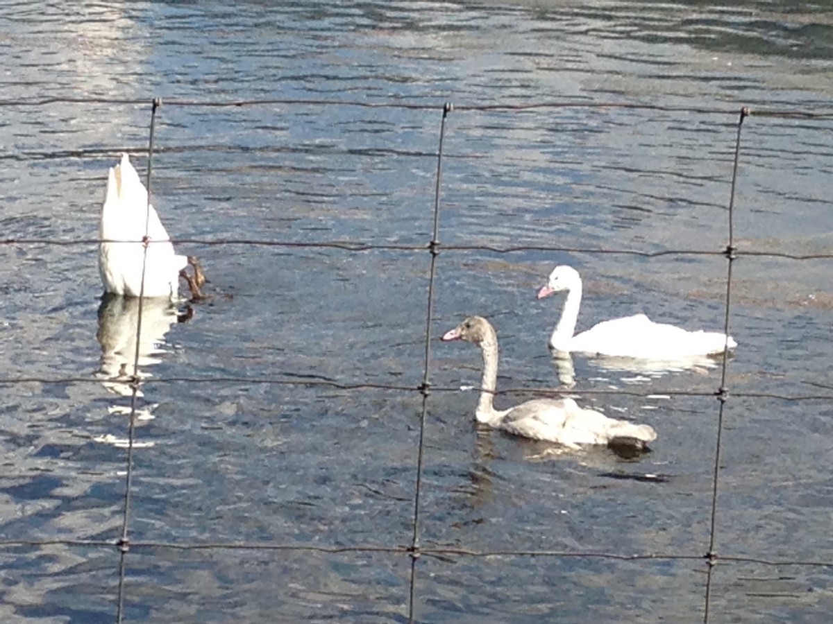 Trumpeter Swan - ML35411661