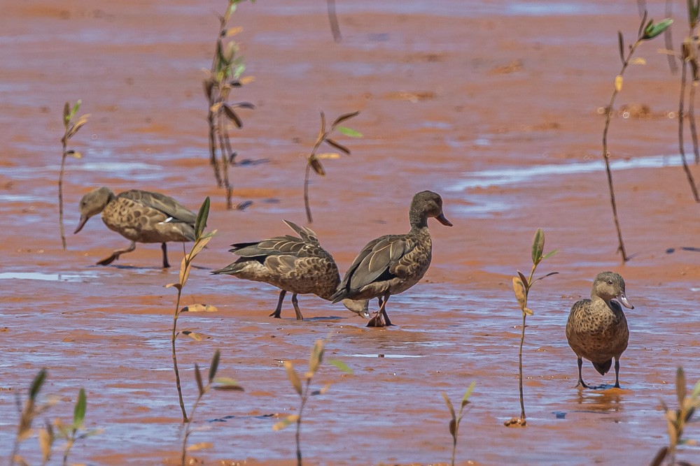 Bernier's Teal - David Bishop