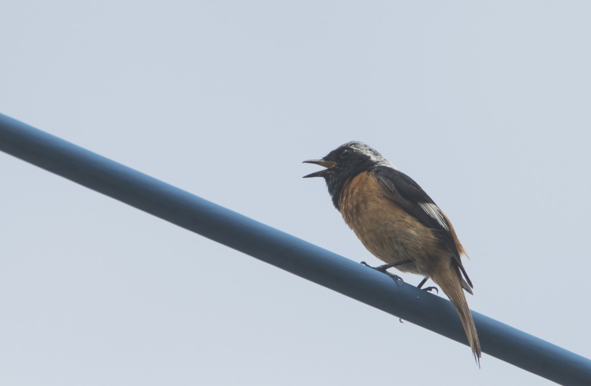 Daurian Redstart - ML354117071