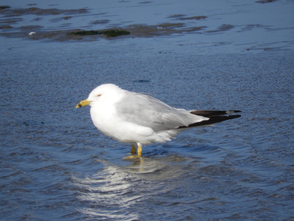 Ring-billed Gull - Cliff Cordy