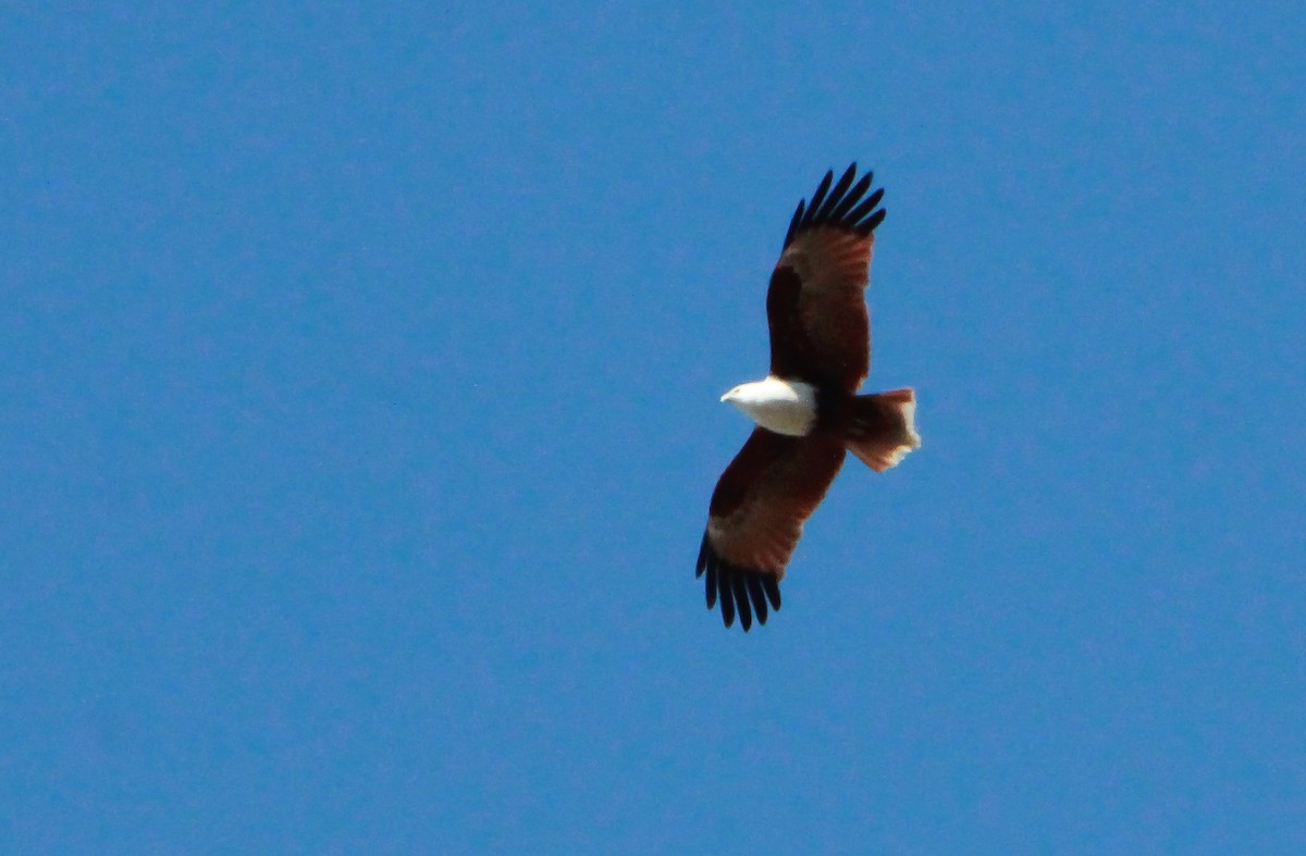 Brahminy Kite - ML354117541