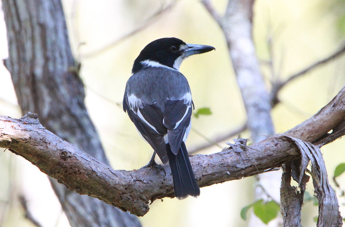Gray Butcherbird - ML354117661