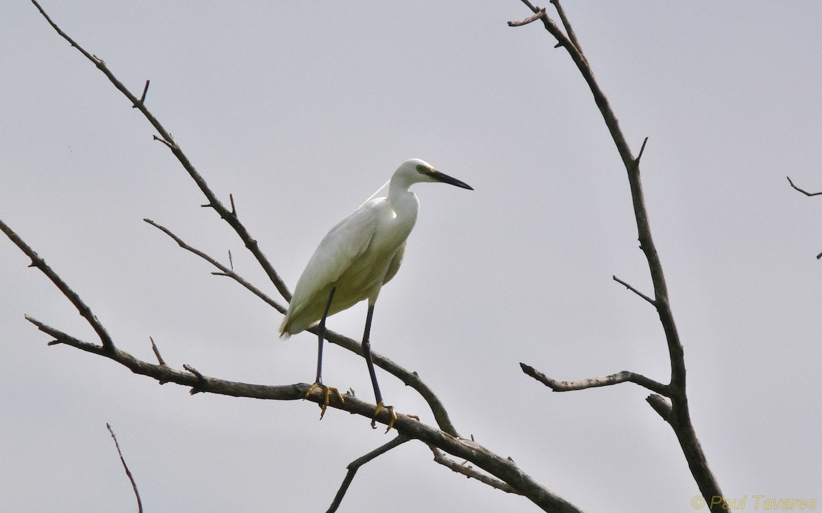 Хурган дэглий - ML35411831