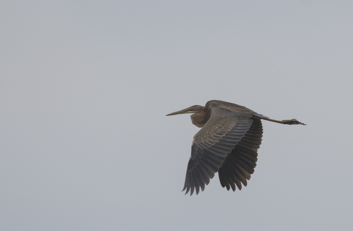 Purple Heron - ML354118941