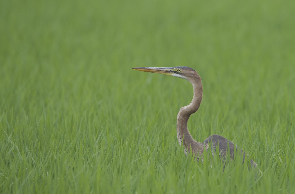 Purple Heron - ML354118971