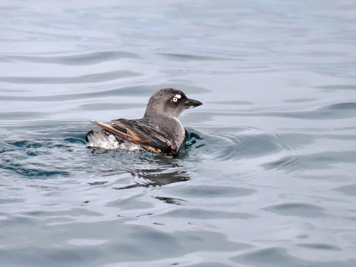 Cassin's Auklet - ML35412071