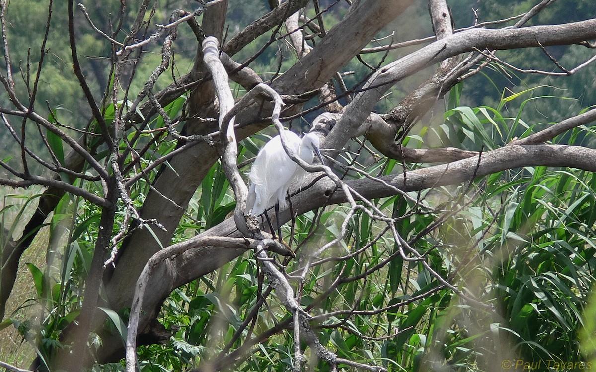 Хурган дэглий - ML35412191