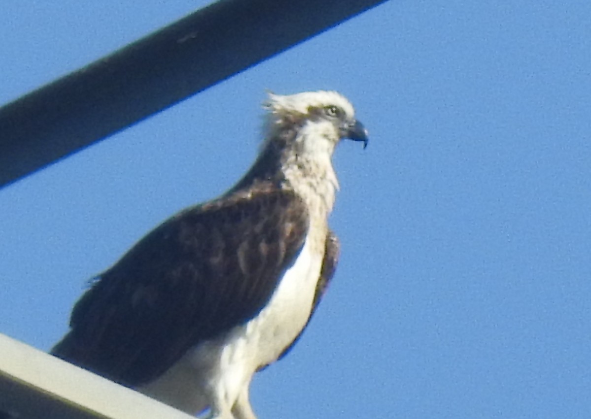 Águila Pescadora - ML354123861