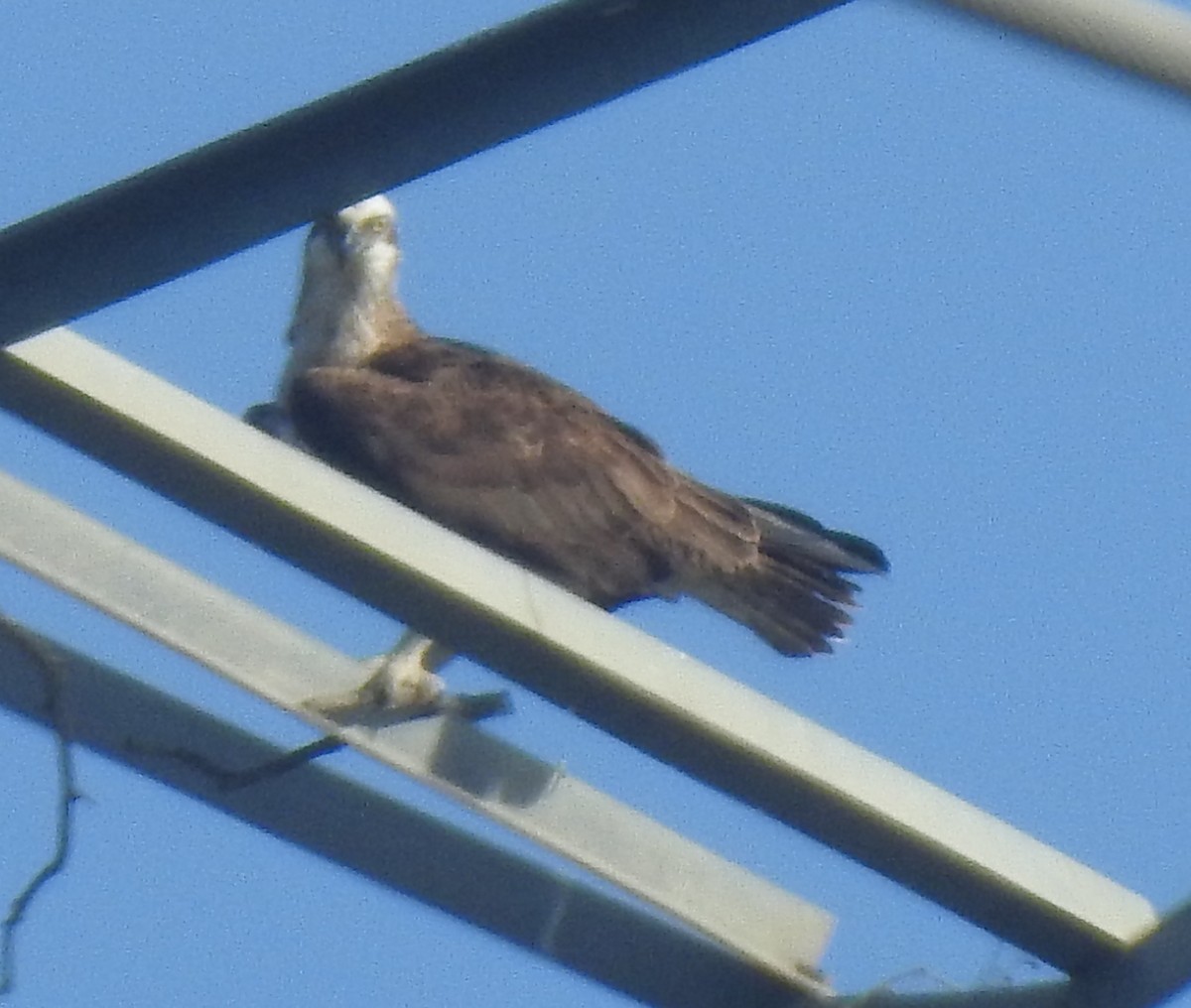 Águila Pescadora - ML354123871