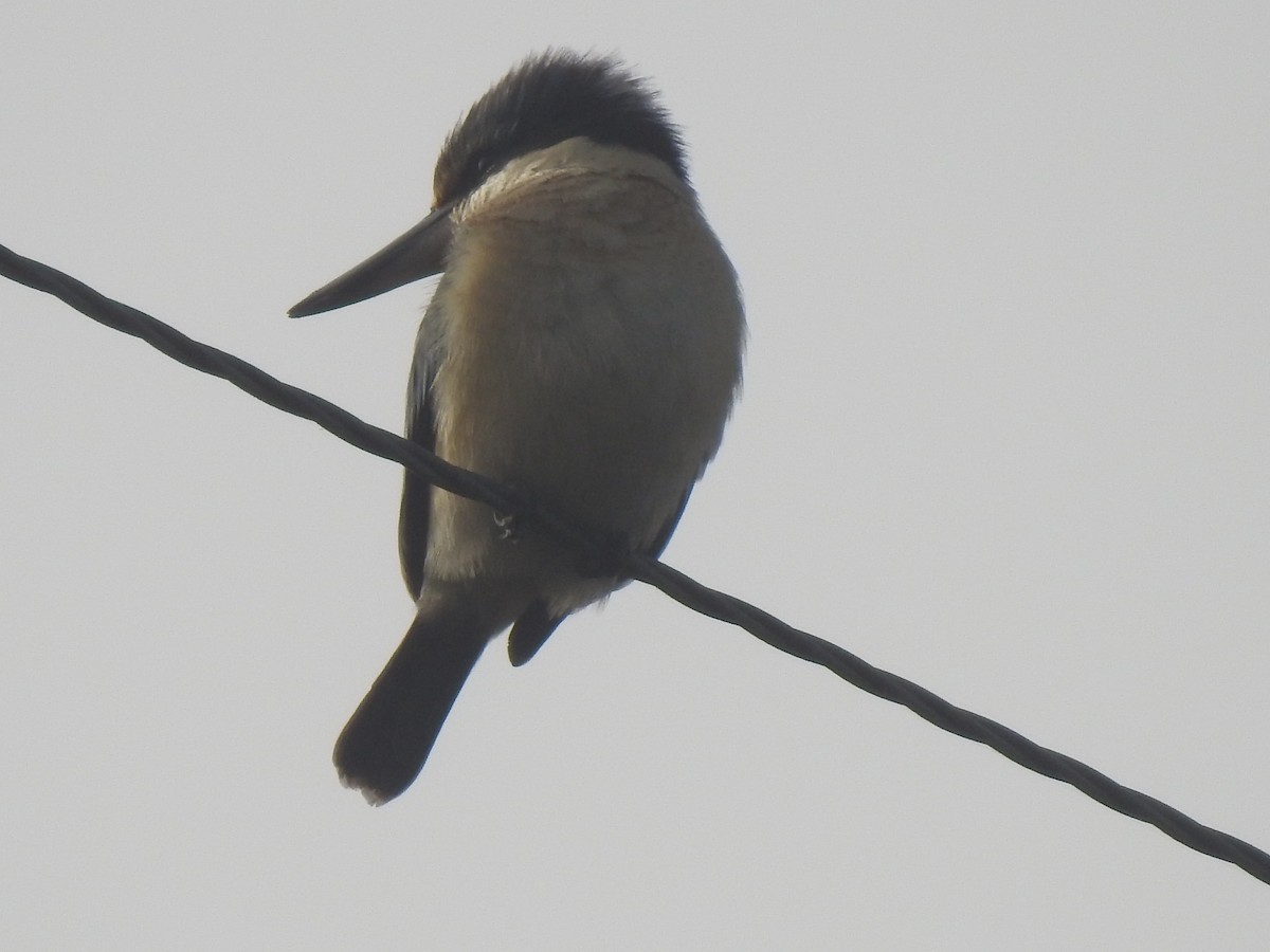 Sacred Kingfisher - ML354124001