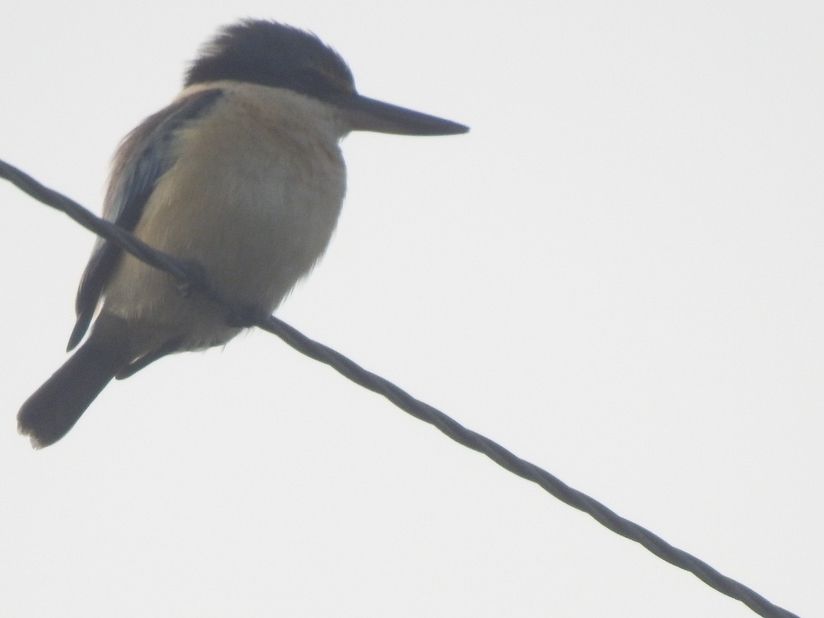 Sacred Kingfisher - ML354124011