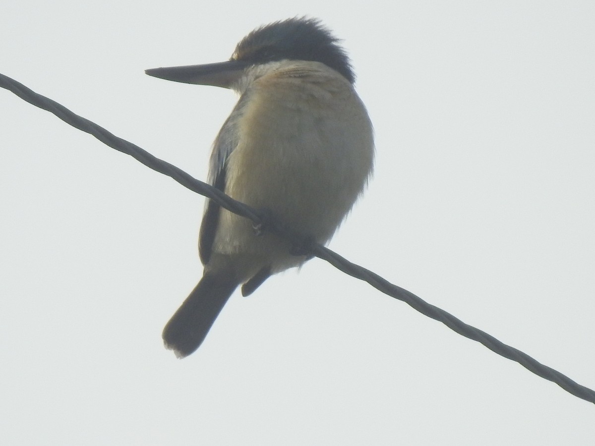 Sacred Kingfisher - ML354124021