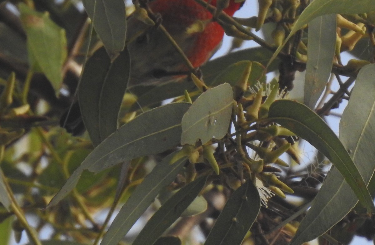 Mielero Escarlata - ML354124381