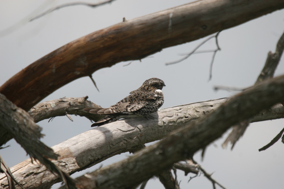 Common Nighthawk - ML354124961