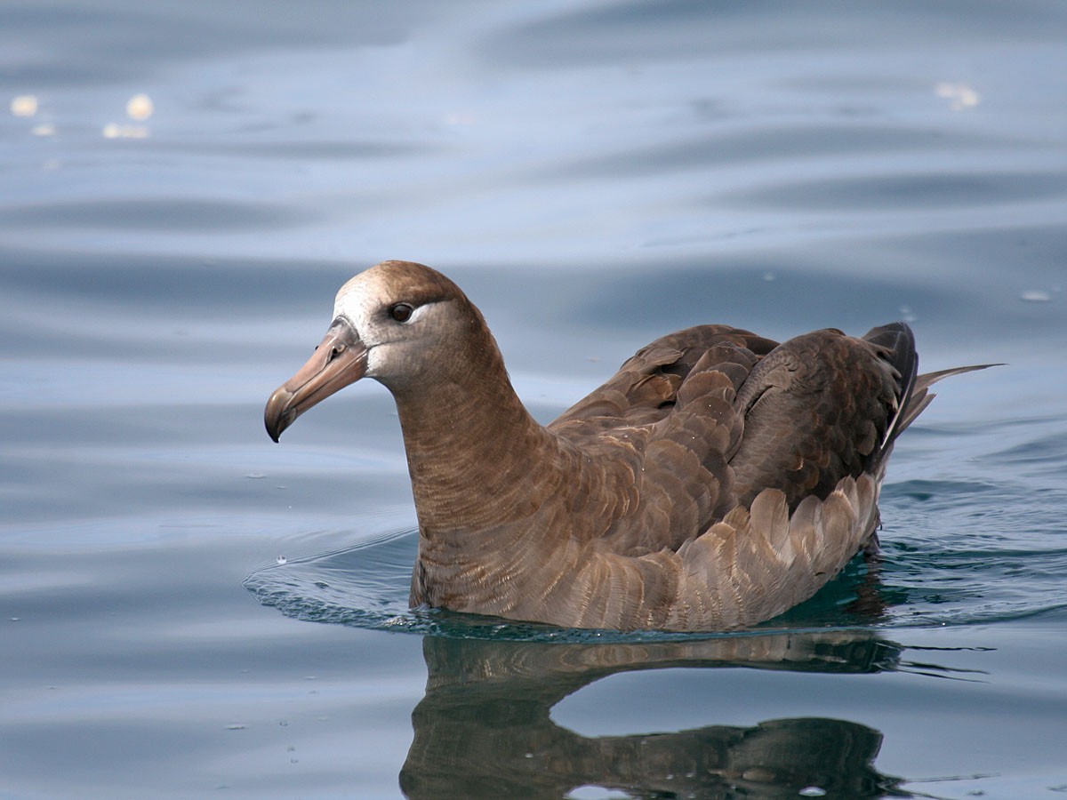 albatros černonohý - ML35412521