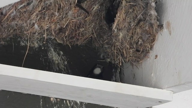 Martinet des maisons - ML354125371