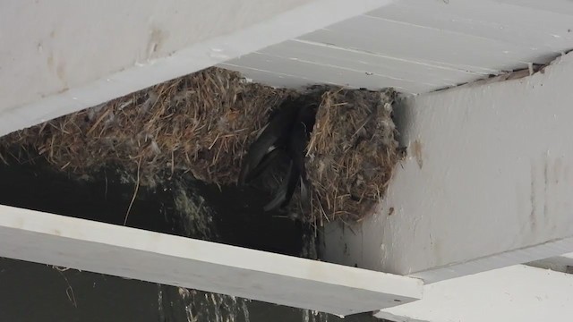 Martinet des maisons - ML354125391