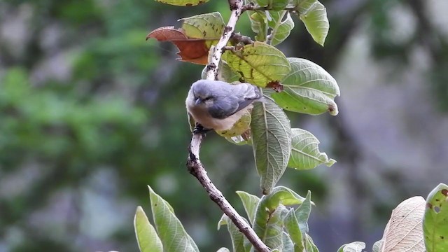 African Penduline-Tit (Buff-bellied) - ML354125481