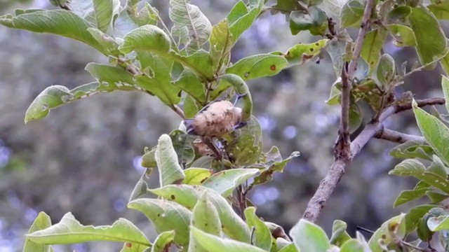 African Penduline-Tit (Buff-bellied) - ML354125491