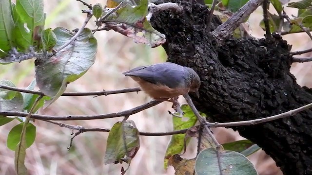 Red-faced Crombec - ML354125591