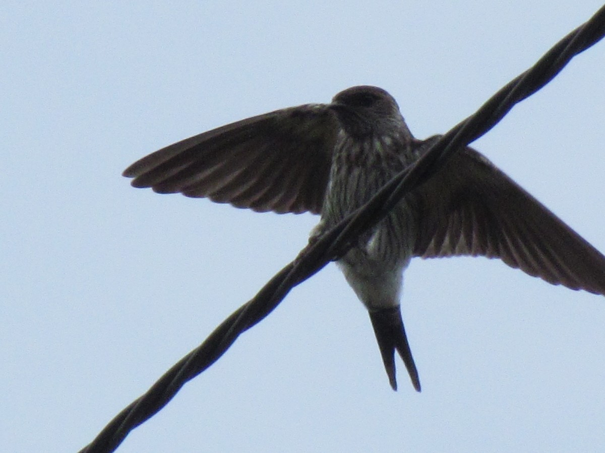 Striated Swallow - ML354125741