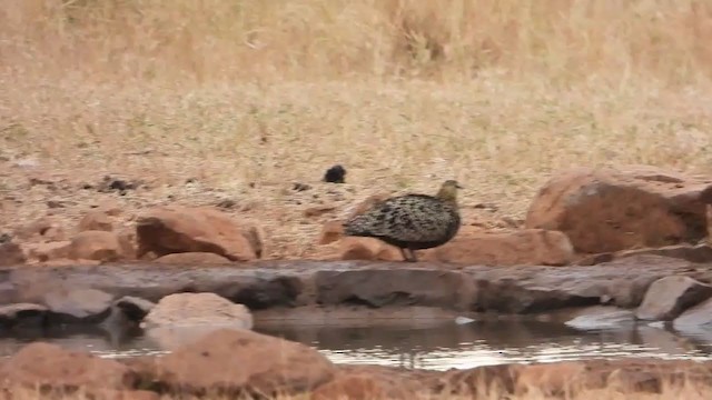 Рябок жовтогорлий - ML354125941