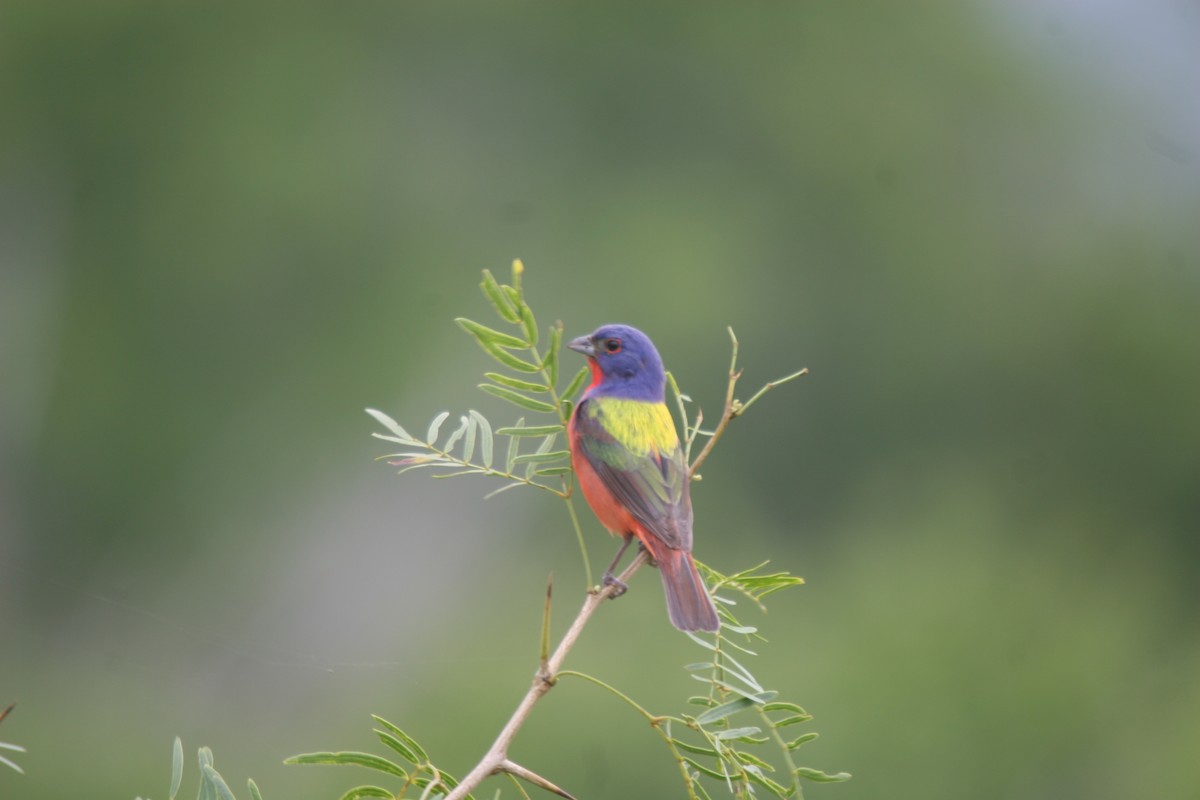 Painted Bunting - ML354126101