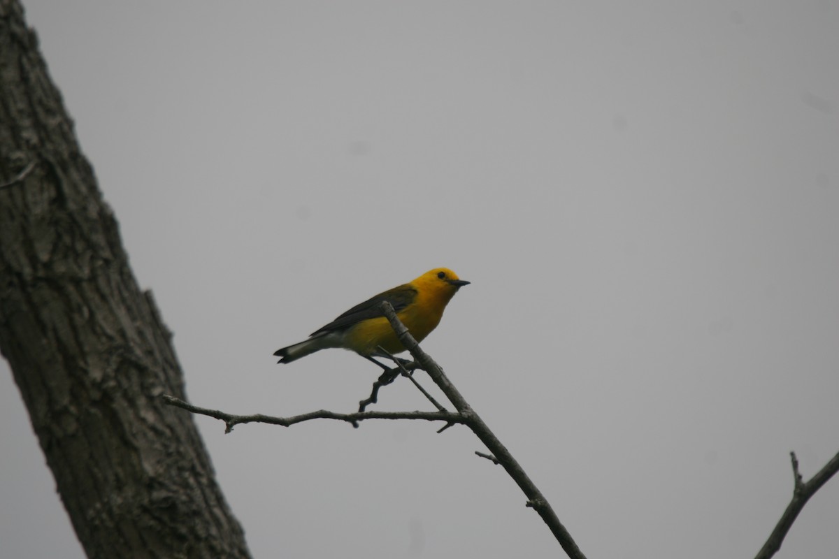 Prothonotary Warbler - ML354126111