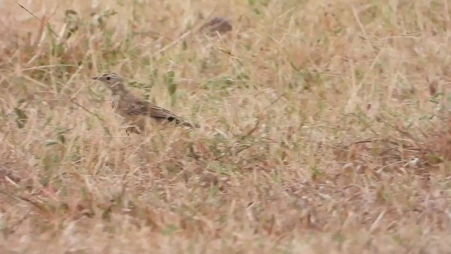 Plain-backed Pipit - ML354126121