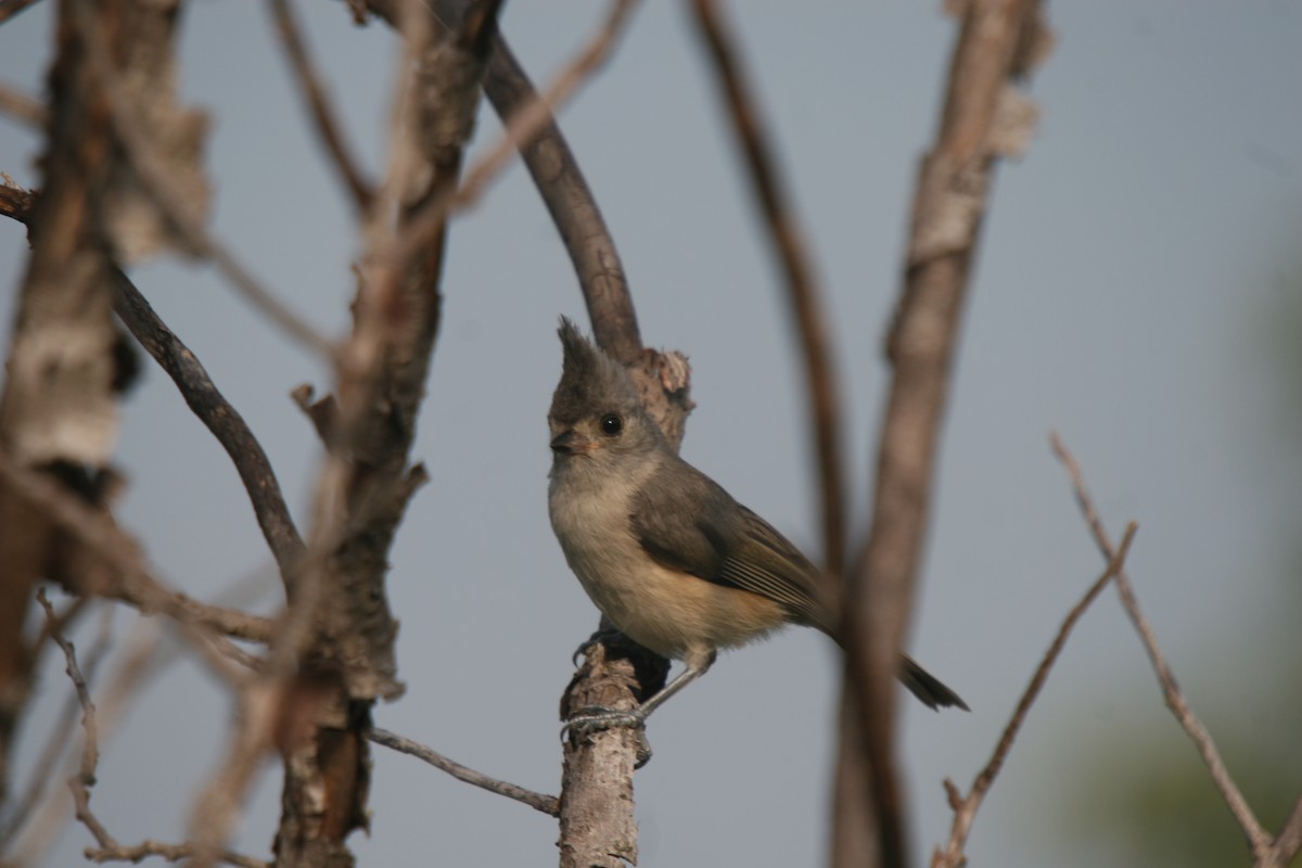 Tufted x Black-crested Titmouse (hybrid) - ML354126231