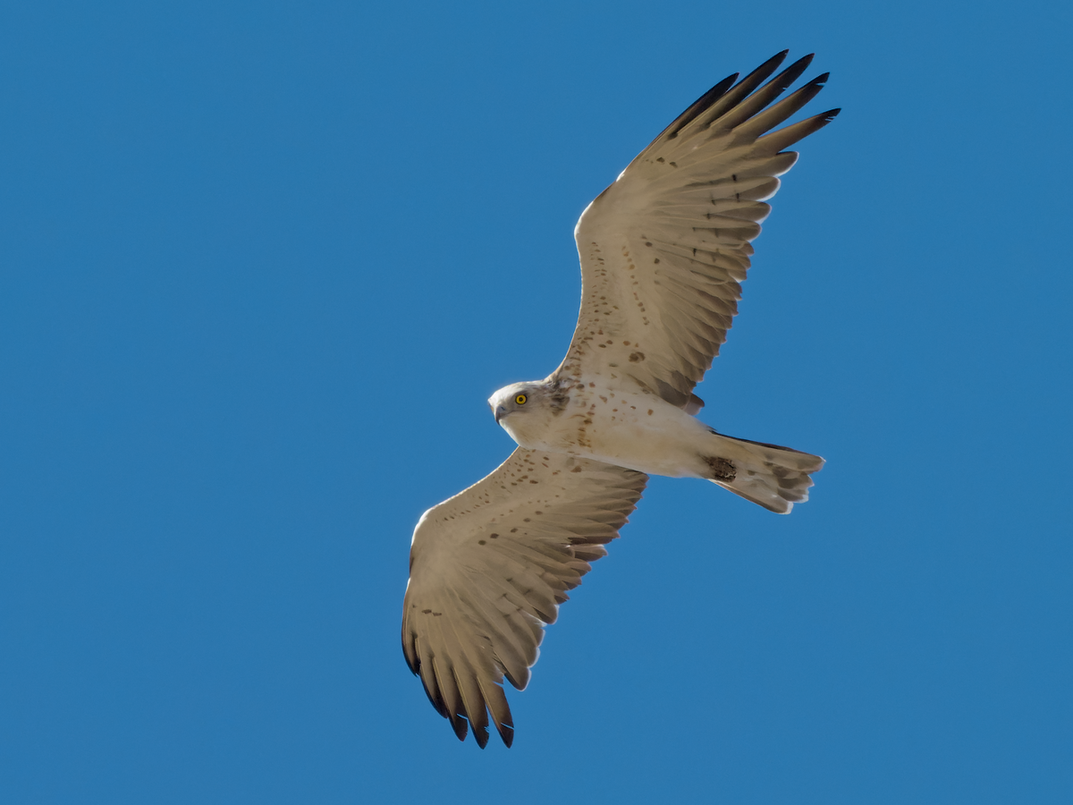 Short-toed Snake-Eagle - ML354126441