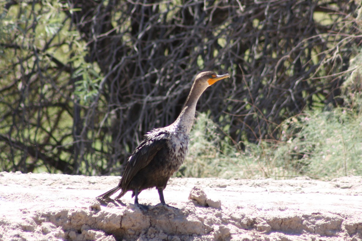 Double-crested Cormorant - ML35412651