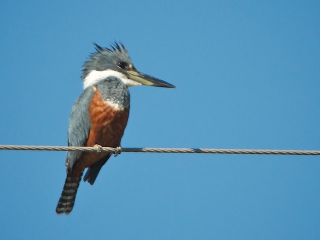 Ringed Kingfisher - ML35412661